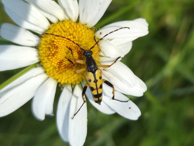 Rutpela maculata - tarkacsápú karcsúcincér Rutpela maculata - tarkacsápú karcsúcincér