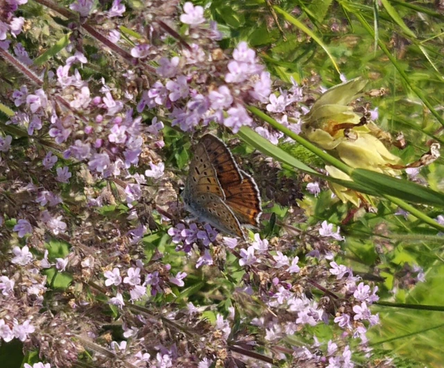Lycaena alciphron - ibolyás tűzlepke