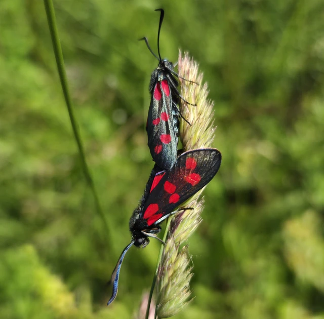 Zygaena filipendulae - acélszínű csüngőlepke