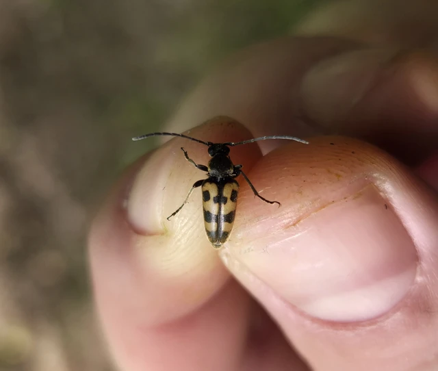 Pachytodes erraticus - rajzos virágcincér