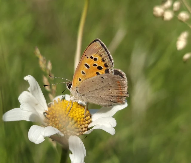Lycaena phlaeas - közönséges tűzlepke Lycaena phlaeas - közönséges tűzlepke