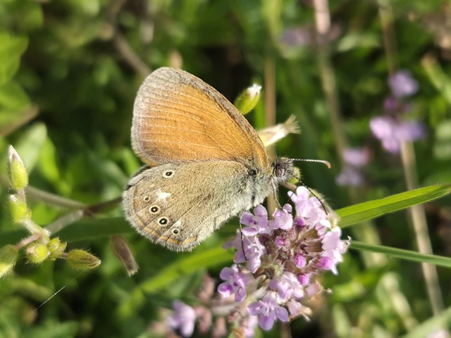 Coenonympha glycerion - közönséges szénalepke