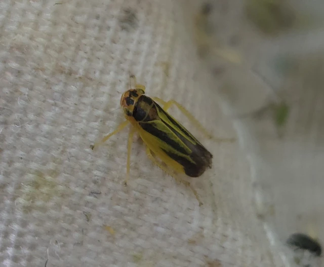 Evacanthus interruptus Evacanthus interruptus