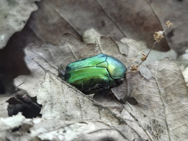 Cetonia aurata - aranyos virágbogár