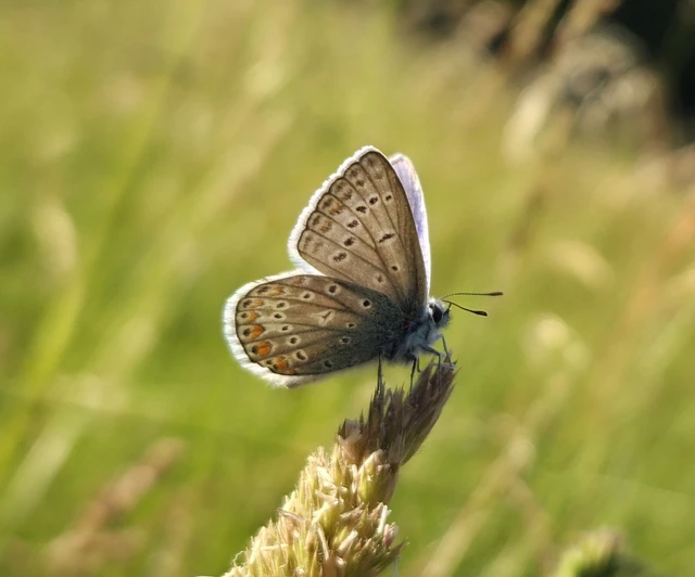Polyommatus icarus - közönséges boglárka