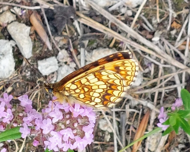 Melitaea aurelia - recés tarkalepke