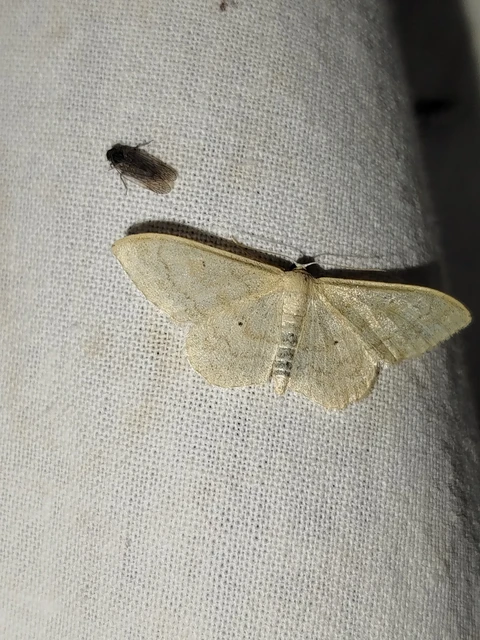 Idaea deversaria - egyszínű sávosaraszoló