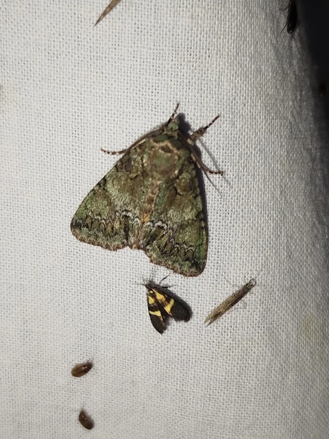 Polyphaenis sericata - selyemfényű erdeibagoly