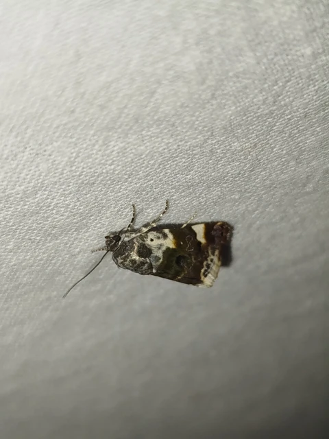 Acontia lucida - fehér nappalibagoly