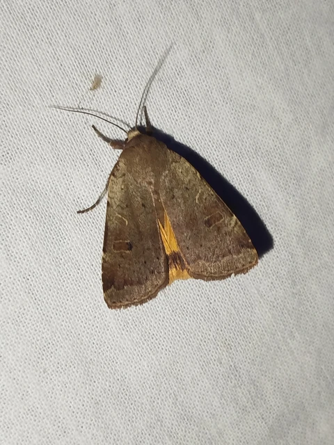 Noctua comes - kis sárgafűbagoly