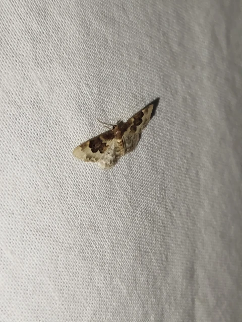 Idaea rusticata - tarka apróaraszoló