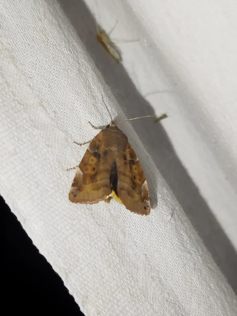 Cosmia affinis - barna lombbagoly