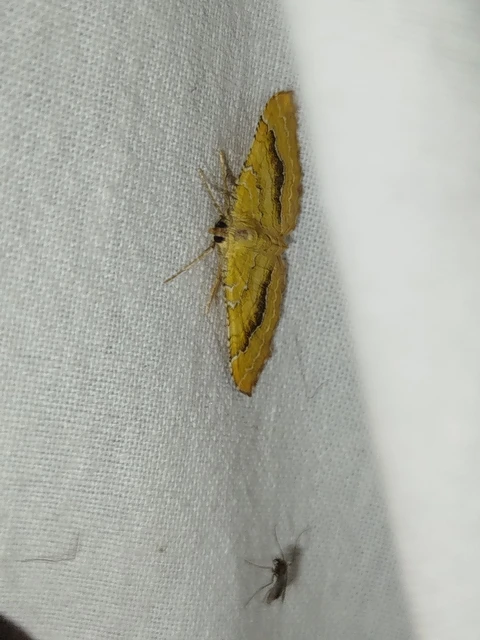 Camptogramma bilineata - kétvonalas sávosaraszoló