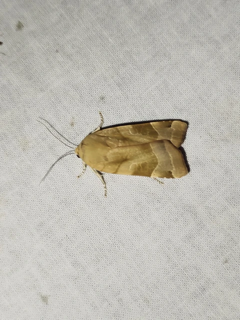 Noctua fimbriata - szélessávú sárgafűbagoly