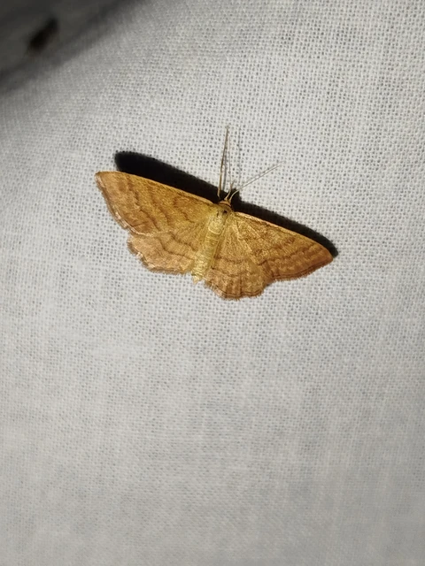 Idaea ochrata - okkerszínű sávosaraszoló