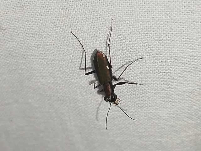 Cylindera germanica - parlagi homokfutrinka