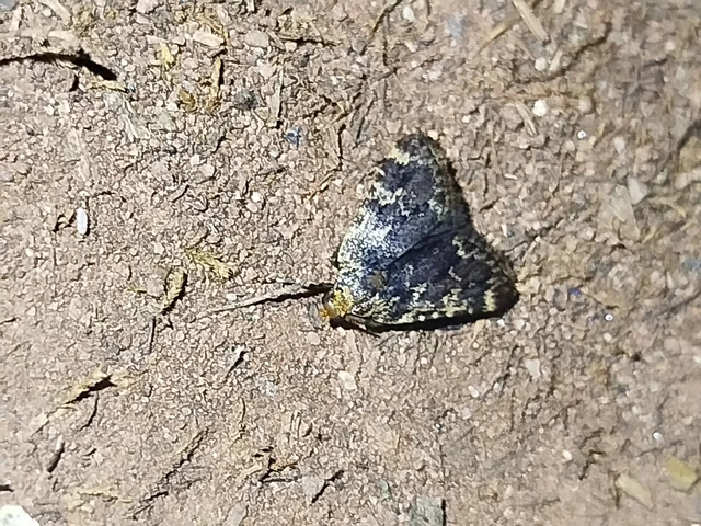 Aglossa signicostalis - hangyailonca