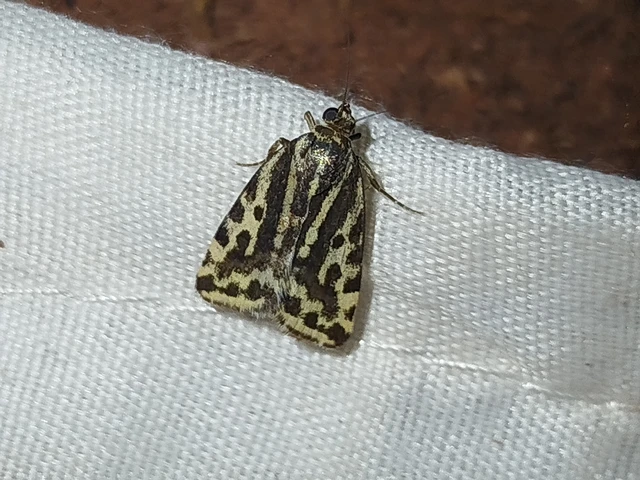 Emmelia trabealis - zebrabagoly