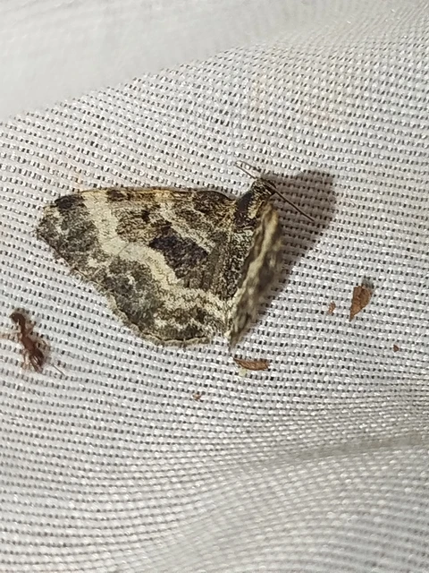 Epirrhoe alternata - galaj-tarkaaraszoló