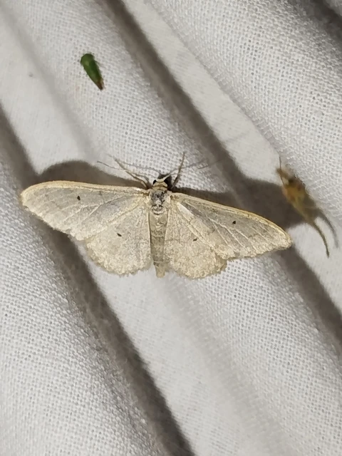 Idaea straminata - szalmasárga sávosaraszoló