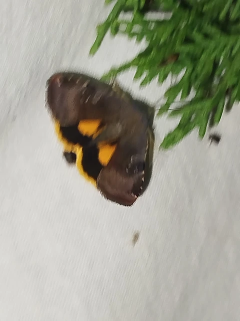 Noctua janthe - lappangó sárgafűbagoly
