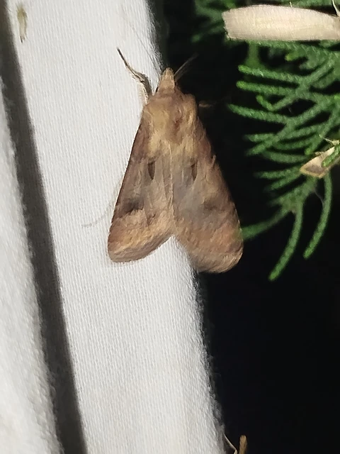 Agrotis exclamationis - felkiáltójeles földibagoly