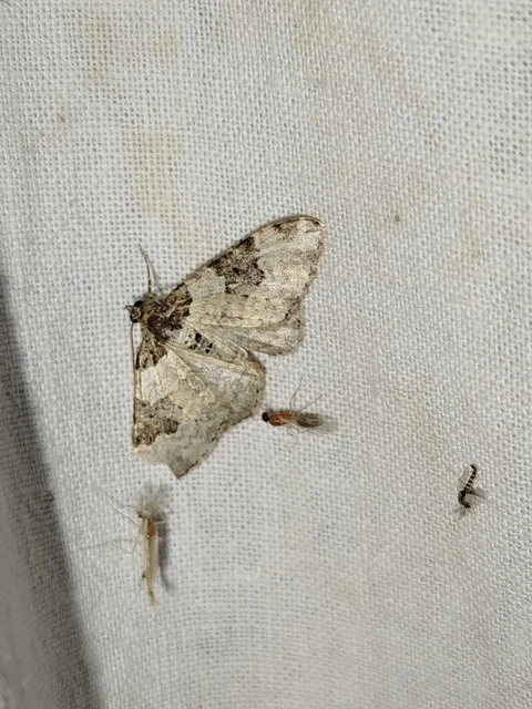 Xanthorhoe fluctuata - közönséges tarkaaraszoló
