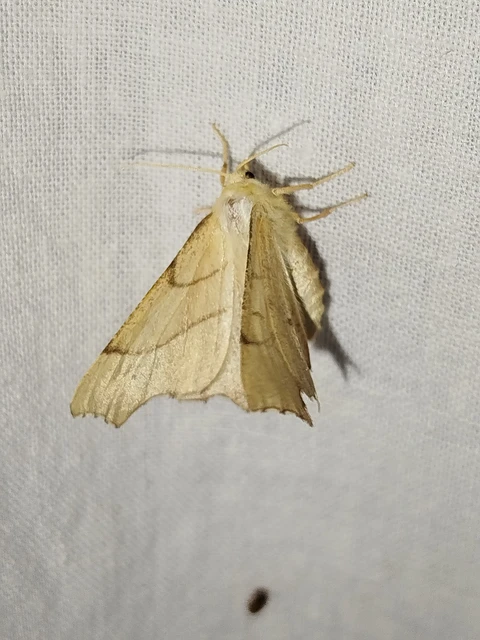 Ennomos erosaria - hársfa-levélaraszoló