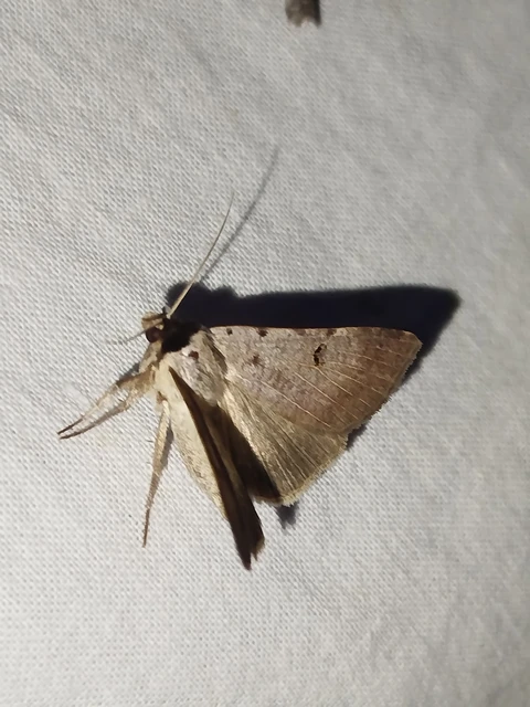 Lygephila craccae - gyakori csüdfűbagoly