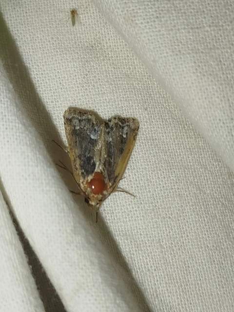 Oligia strigilis - kormos dudvabagoly