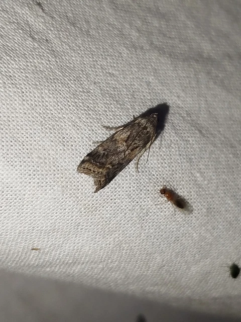 Phycita meliella - görög karcsúmoly