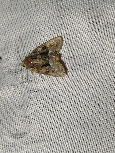 Oligia strigilis/latruncula/versicolor