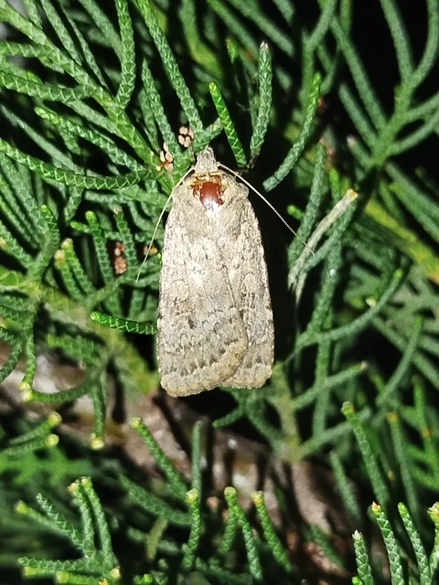 Rhyacia simulans - hamvas földibagoly