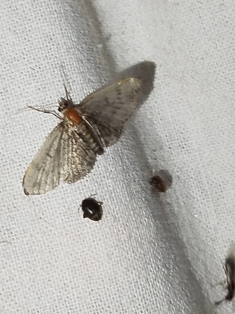 Pasiphila chloerata - hamvas törpearaszoló