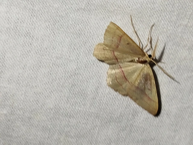 Rhodostrophia vibicaria - pirosszélű araszoló