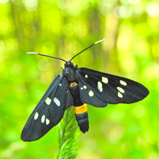 Amata phegea - fehérpettyes álcsüngőlepke