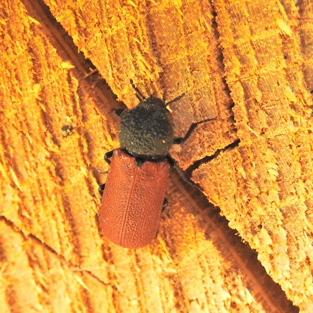 Bostrichus capucinus - piros csuklyásszú