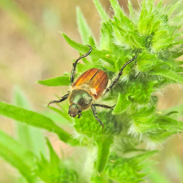 Chaetopteroplia segetum - rozsszipoly