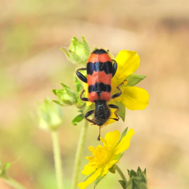 Trichodes apiarius - szalagos méhészbogár