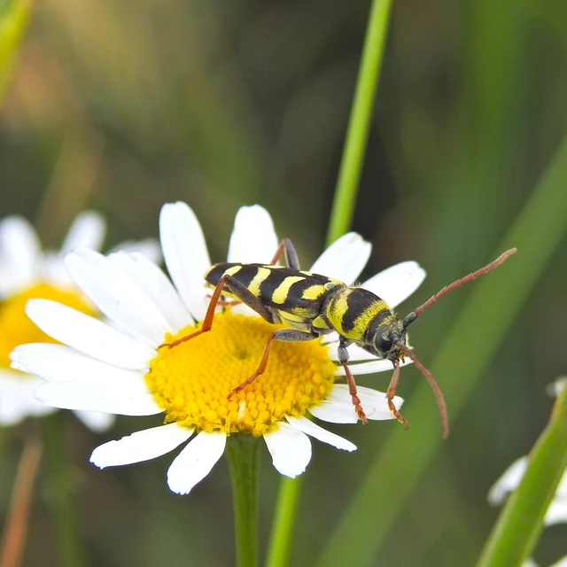 Echinocerus floralis - lucerna-darázscincér