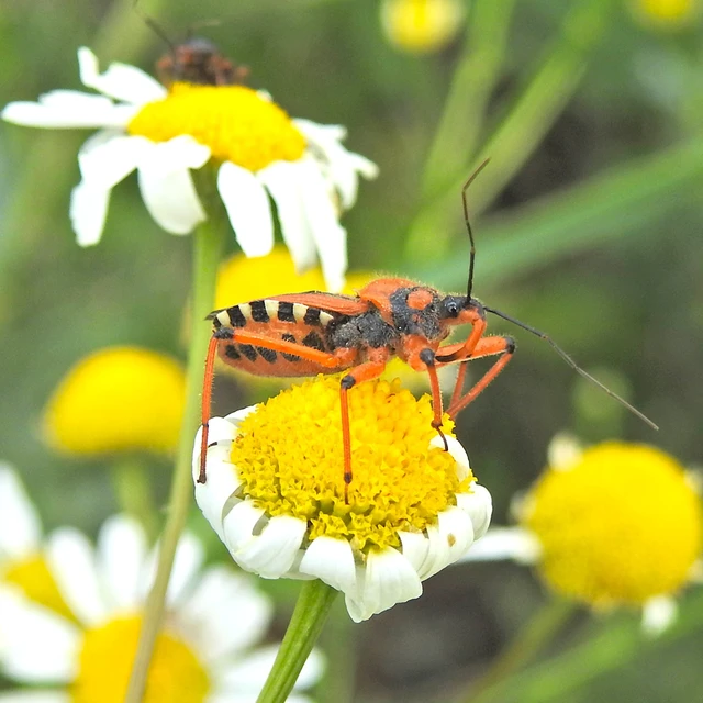 Rhynocoris iracundus - közönséges gyilkospoloska