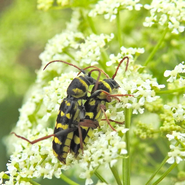 Echinocerus floralis - lucerna-darázscincér