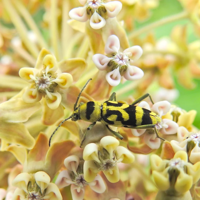 Chlorophorus varius - díszes darázscincér Chlorophorus varius - díszes darázscincér