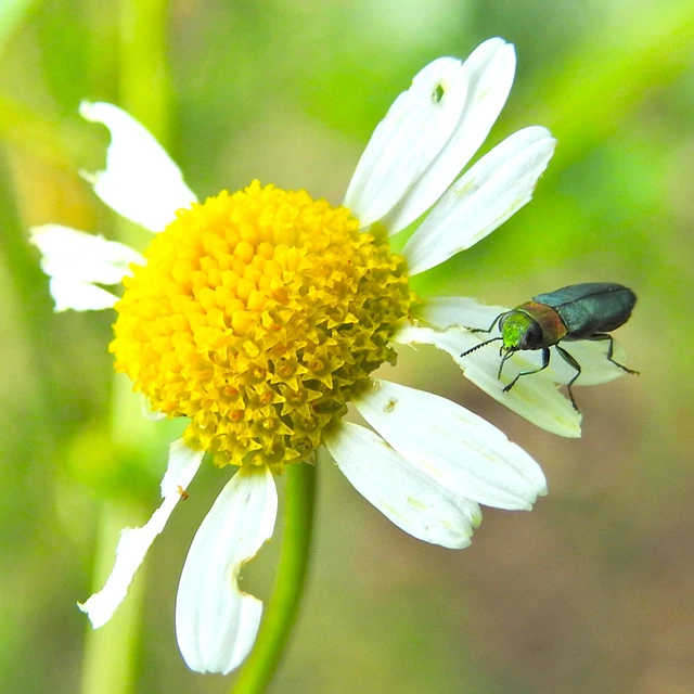 Anthaxia nitidula - ragyogó virágdíszbogár