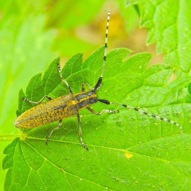Agapanthia villosoviridescens - fehérgyűrűs bogáncscincér