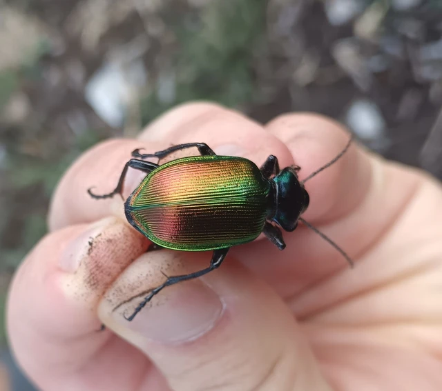 Calosoma sycophanta - aranyos bábrabló