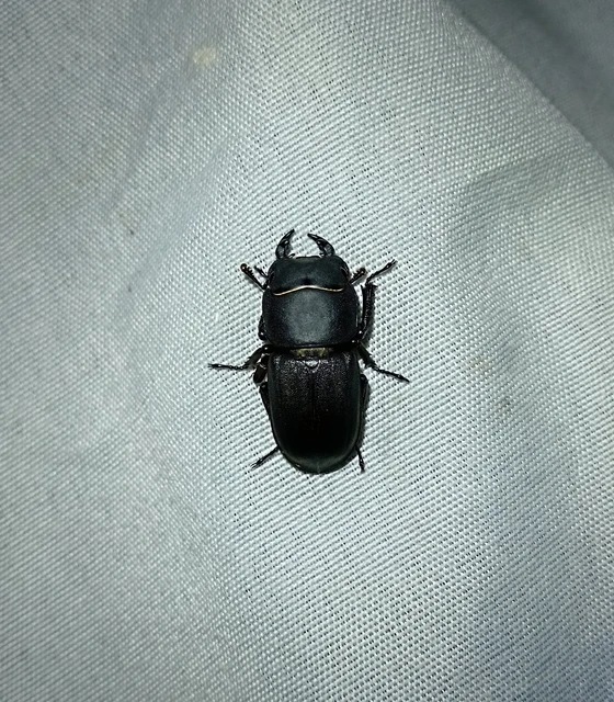 Dorcus parallelipipedus - kis szarvasbogár