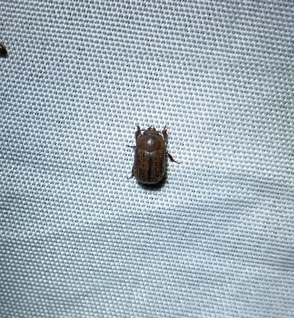 Aesalus scarabaeoides - szőrös szarvasbogár