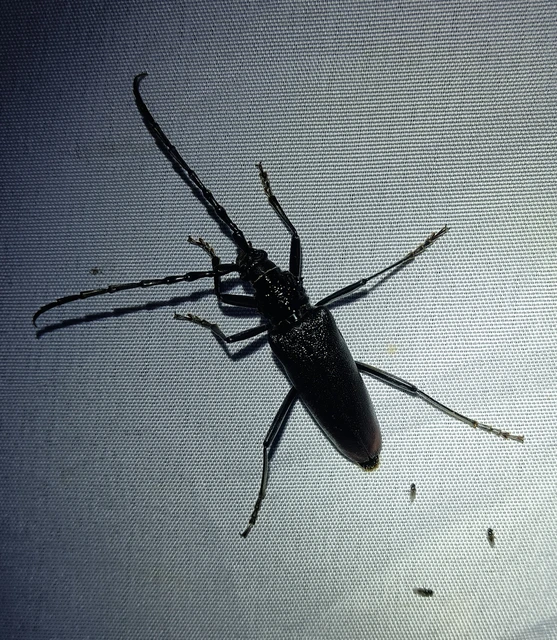 Cerambyx cerdo - nagy hőscincér