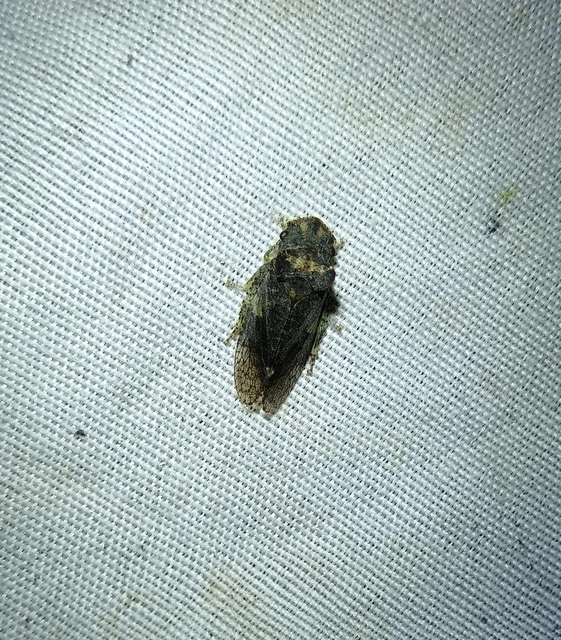 Ledra aurita - füleskabóca Ledra aurita - füleskabóca